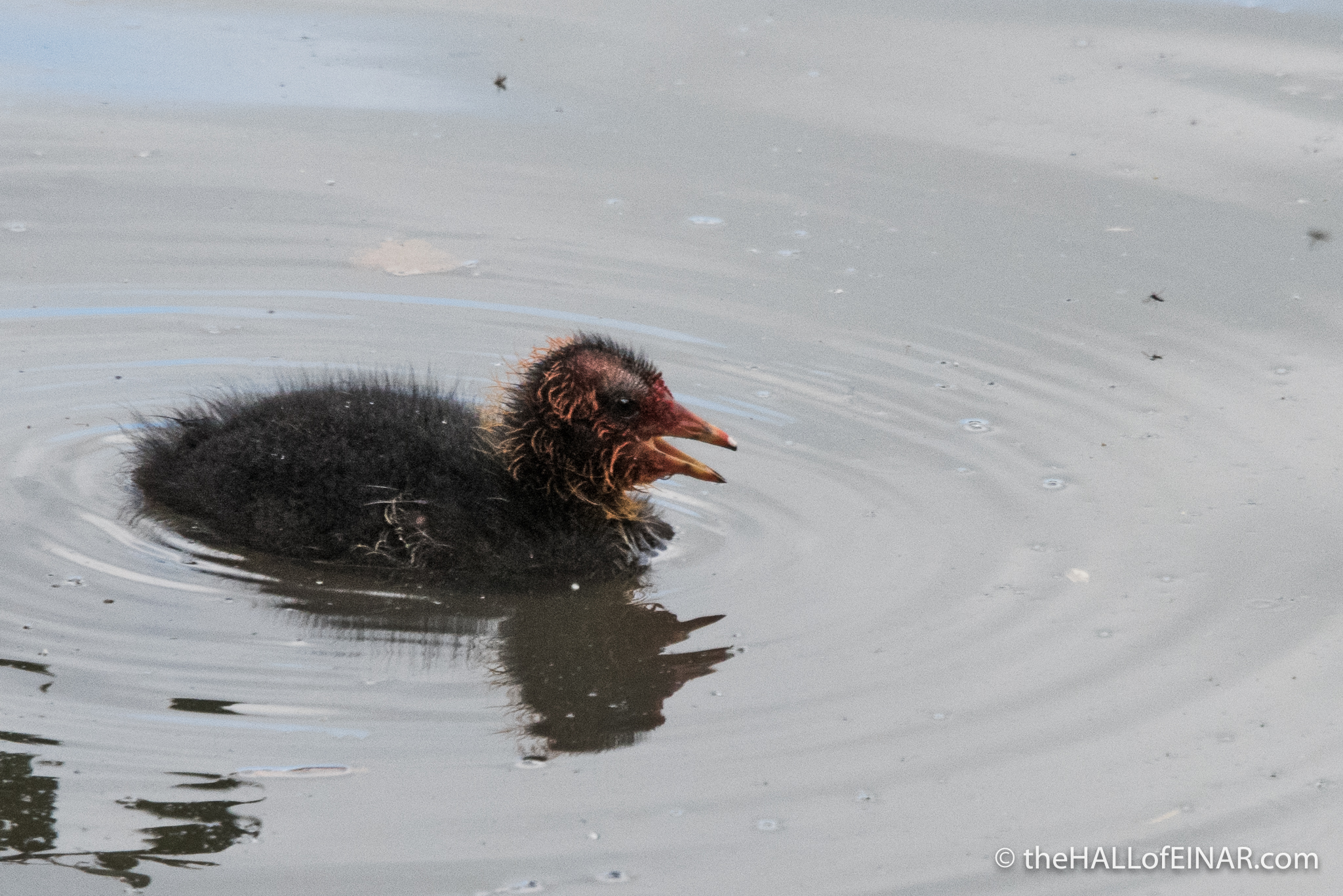Baby Coot - The Hall of Einar - photograph (c) David Bailey (not the)