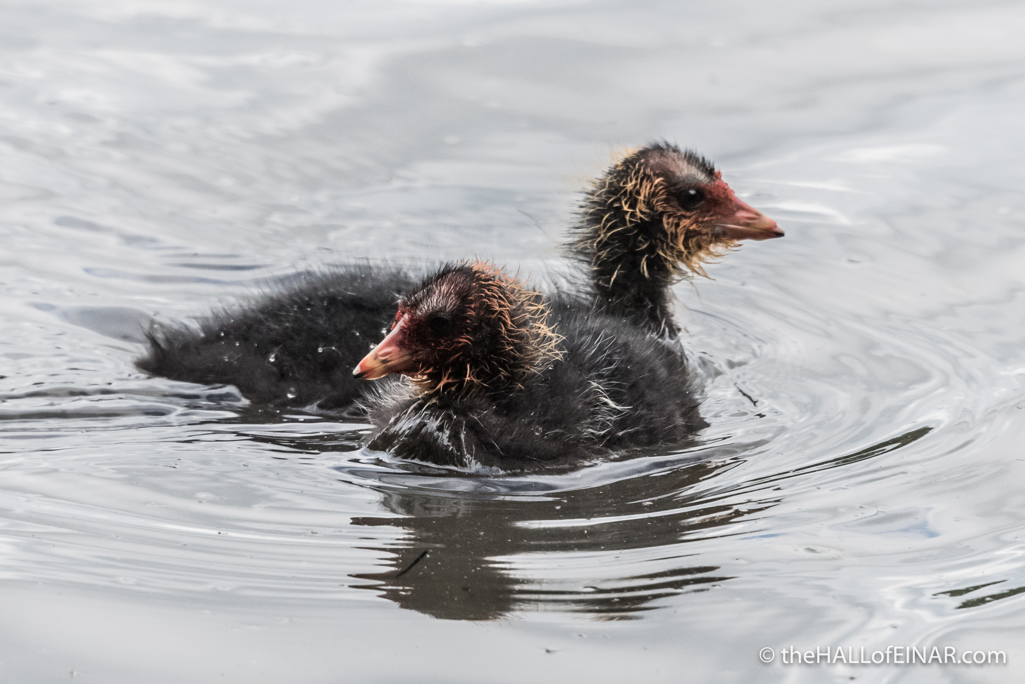 Baby Coots - The Hall of Einar - photograph (c) David Bailey (not the)