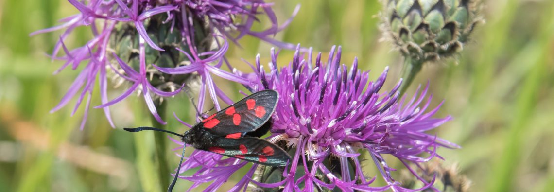 Six Spot Burnet Moth - The Hall of Einar - photograph (c) David Bailey (not the)