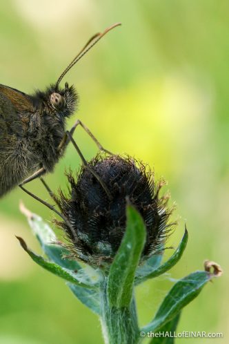 Meadow Brown - The Hall of Einar - photograph (c) David Bailey (not the)