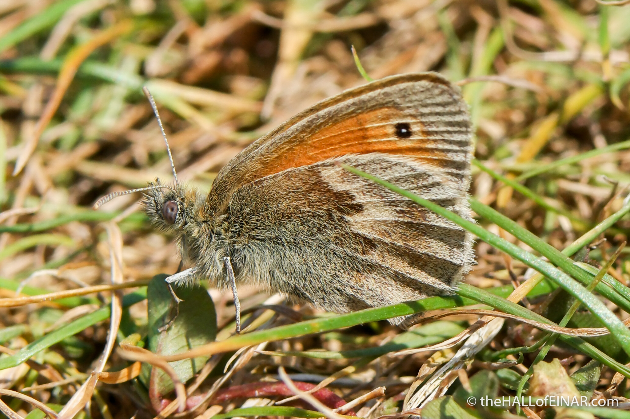 Meadow Brown - The Hall of Einar - photograph (c) David Bailey (not the)