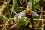 Bee Orchid - The Hall of Einar - photograph (c) David Bailey (not the)