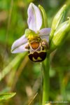 Bee Orchid - The Hall of Einar - photograph (c) David Bailey (not the)