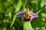 Bee Orchid - The Hall of Einar - photograph (c) David Bailey (not the)