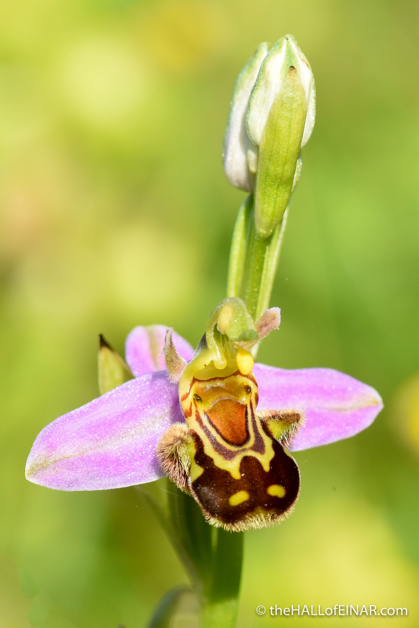 Bee Orchid - The Hall of Einar - photograph (c) David Bailey (not the)