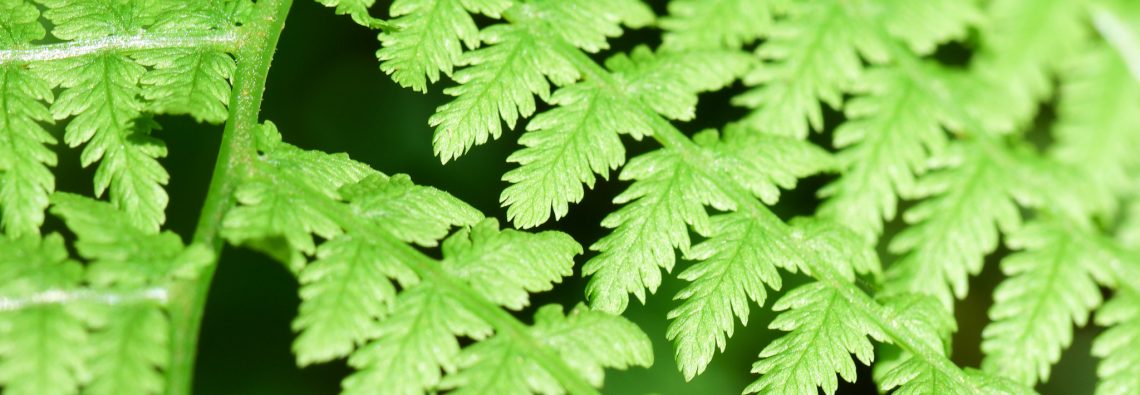 Fern - The Hall of Einar - photograph (c) David Bailey (not the)