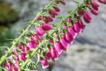 Foxgloves - The Hall of Einar - photograph (c) David Bailey (not the)