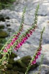 Foxgloves - The Hall of Einar - photograph (c) David Bailey (not the)