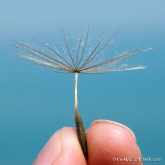 Goat's Beard - The Hall of Einar - photograph (c) David Bailey (not the)