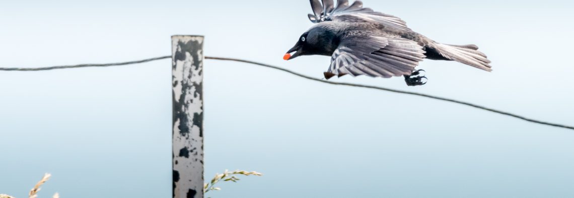 Jackdaw - Beachy Head - The Hall of Einar - photograph (c) David Bailey (not the)