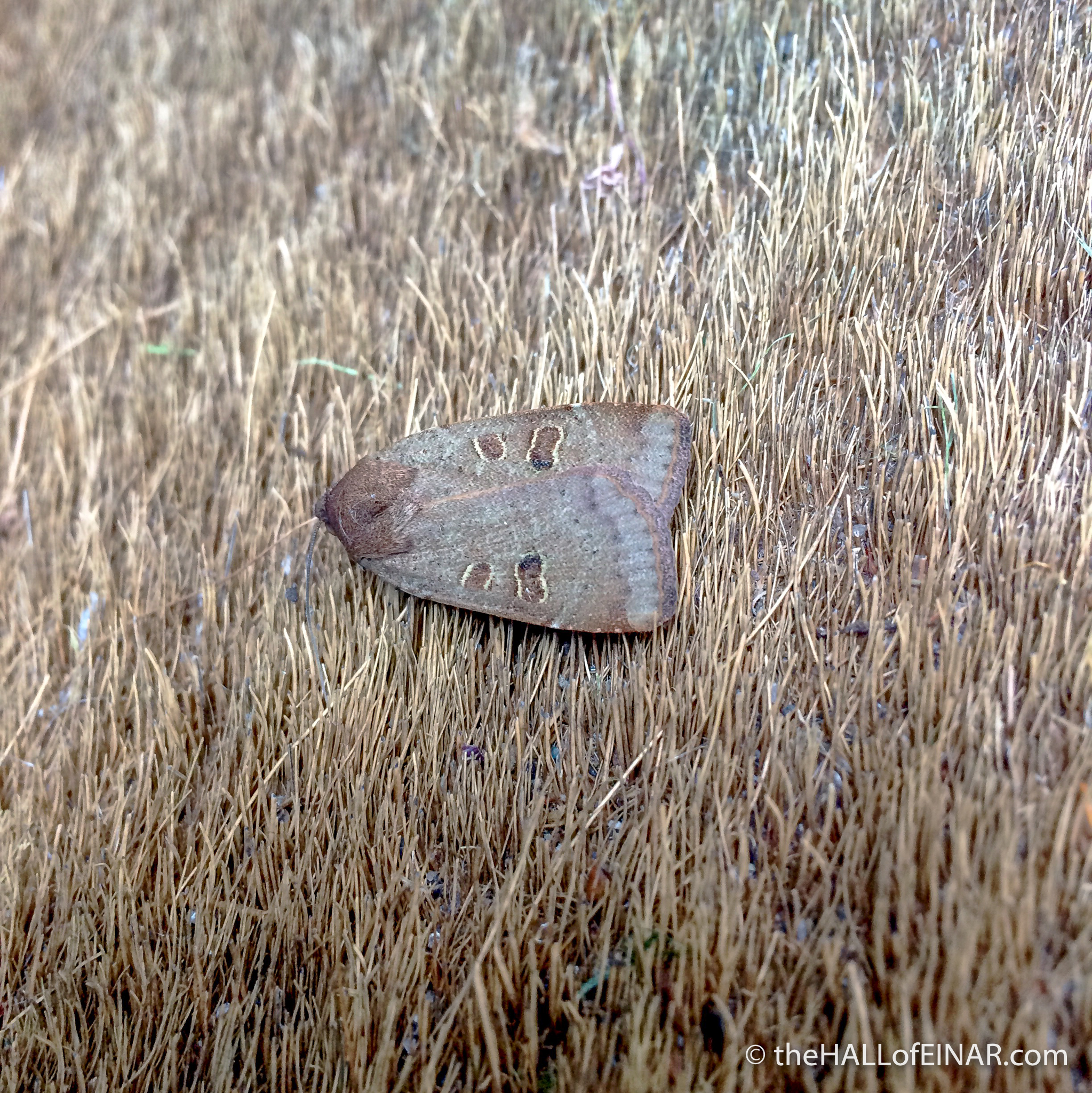Lesser Yellow Underwing - The Hall of Einar - photograph (c) David Bailey (not the)