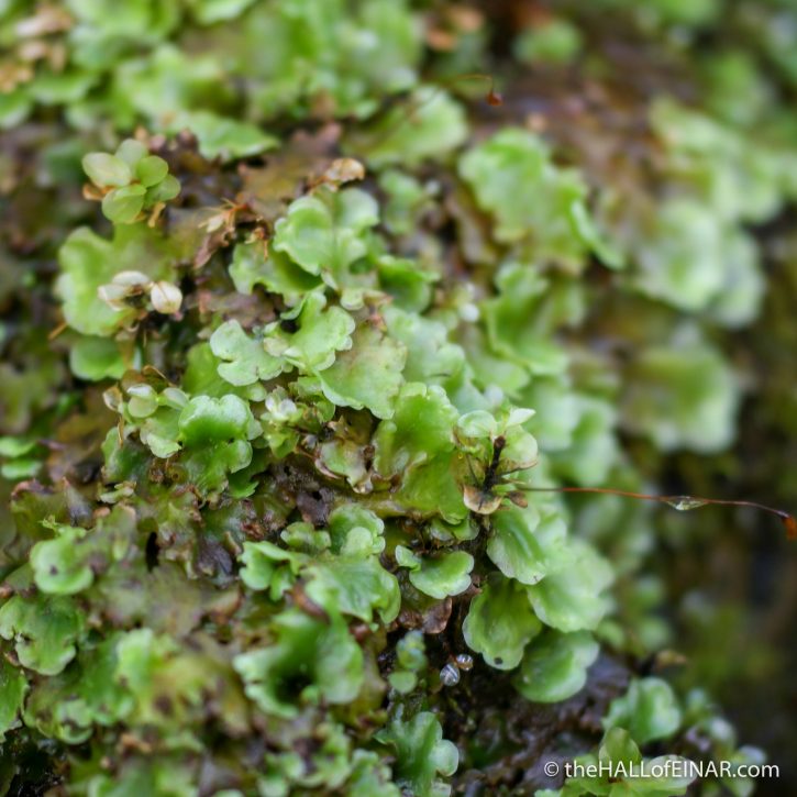 Ferns, mosses and liverworts David at the HALL of EINAR