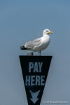 Pay Here - The Hall of Einar - photograph (c) David Bailey (not the)