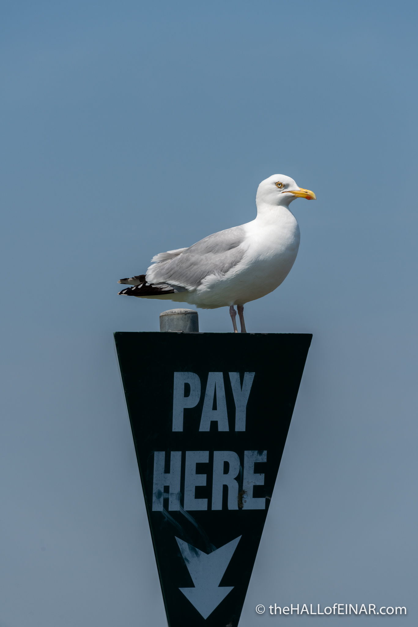 Pay Here - The Hall of Einar - photograph (c) David Bailey (not the)