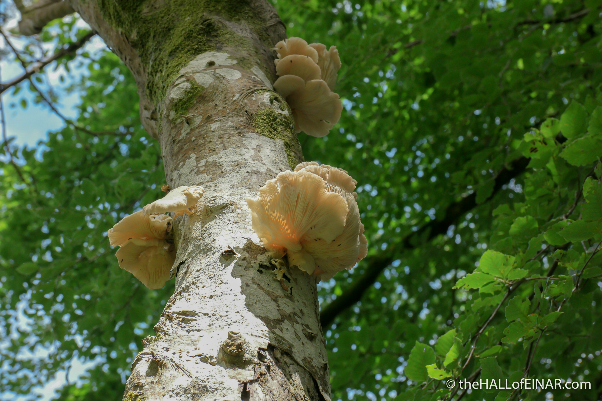 Oysters growing on trees David at the HALL of EINAR