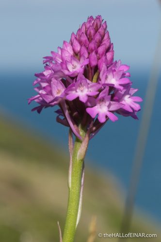 Pyramidal Orchid - The Hall of Einar - photograph (c) David Bailey (not the)