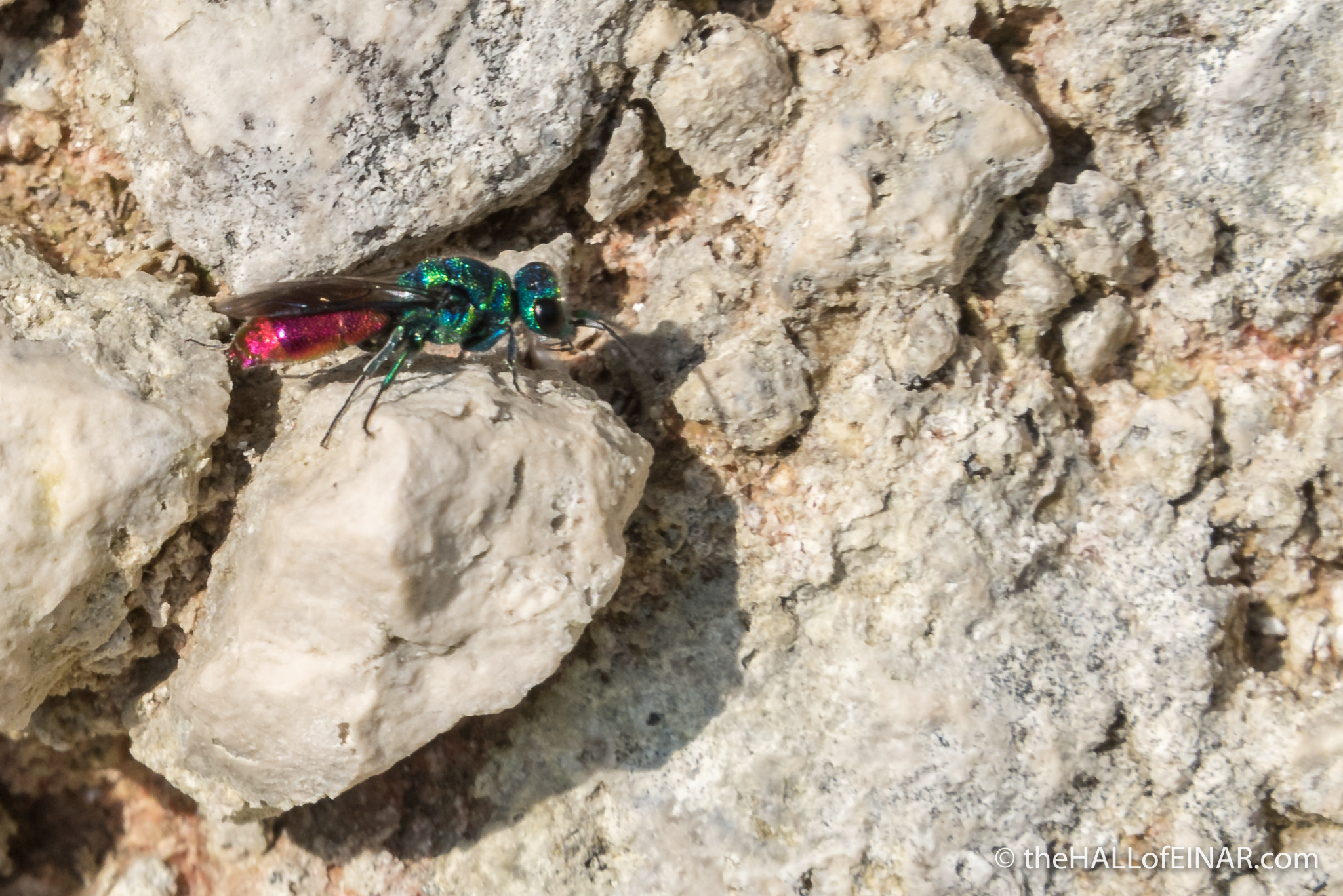 Ruby Tailed Wasp - The Hall of Einar - photograph (c) David Bailey (not the)