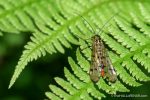 Scorpion Fly - The Hall of Einar - photograph (c) David Bailey (not the)