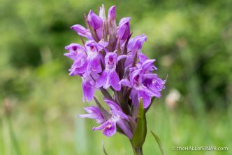 Southern Marsh Orchid - The Hall of Einar - photograph (c) David Bailey (not the)