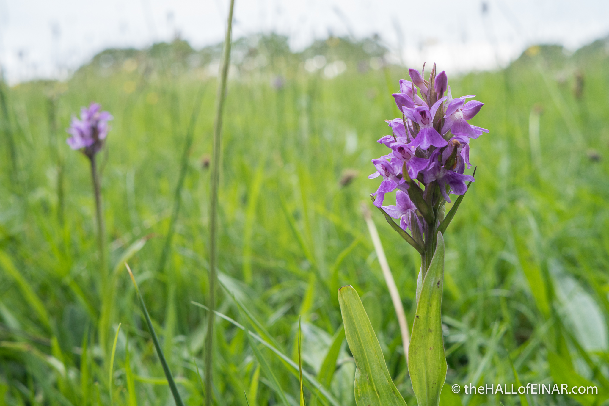 Southern Marsh Orchid - The Hall of Einar - photograph (c) David Bailey (not the)