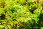 Moss - The Hall of Einar - photograph (c) David Bailey (not the)