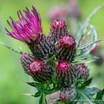 Thistles - The Hall of Einar - photograph (c) David Bailey (not the)