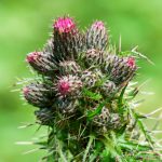 Thistles - The Hall of Einar - photograph (c) David Bailey (not the)