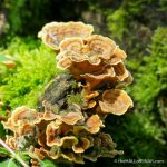 Turkey Tail - The Hall of Einar - photograph (c) David Bailey (not the)