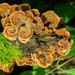 Turkey Tail - The Hall of Einar - photograph (c) David Bailey (not the)