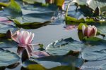 Water Lilies - The Hall of Einar - photograph (c) David Bailey (not the)