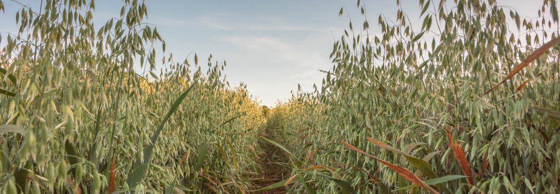 Abbotskerswell - The Hall of Einar - photograph (c) David Bailey (not the)