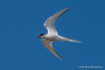 Arctic Tern – The Hall of Einar – photograph (c) David Bailey (not the)