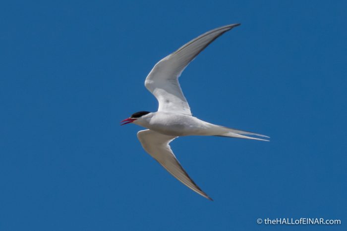 Arctic Tern - The Hall of Einar - photograph (c) David Bailey (not the)