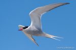 Arctic Tern - The Hall of Einar - photograph (c) David Bailey (not the)