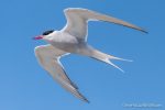 Arctic Tern - The Hall of Einar - photograph (c) David Bailey (not the)