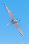Arctic Tern – The Hall of Einar – photograph (c) David Bailey (not the)