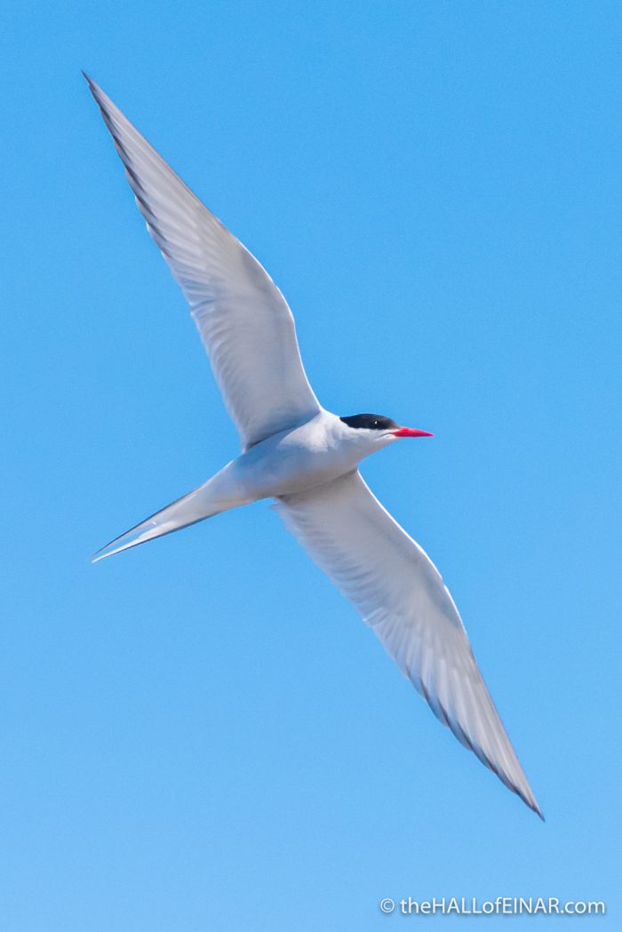 Arctic Tern - The Hall of Einar - photograph (c) David Bailey (not the)