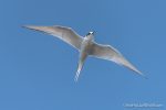 Arctic Tern - The Hall of Einar - photograph (c) David Bailey (not the)