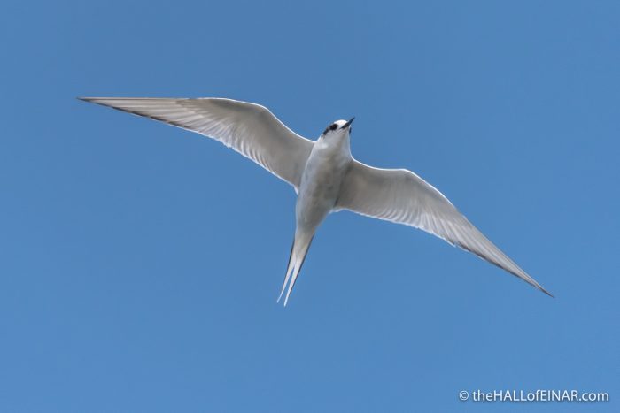 Arctic Tern - The Hall of Einar - photograph (c) David Bailey (not the)
