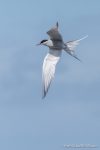 Arctic Tern – The Hall of Einar – photograph (c) David Bailey (not the)