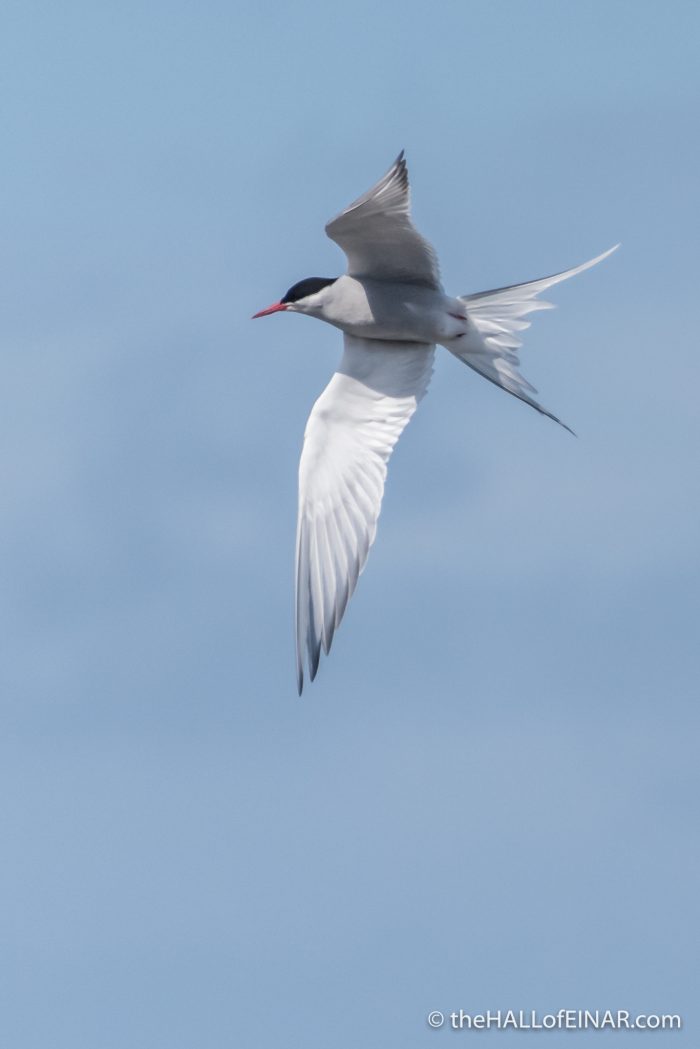 Arctic Tern - The Hall of Einar - photograph (c) David Bailey (not the)