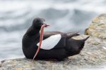 Black Guillemot - The Hall of Einar - photograph (c) David Bailey (not the)