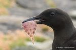 Black Guillemot - The Hall of Einar - photograph (c) David Bailey (not the)