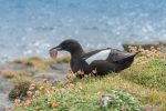 Black Guillemot - The Hall of Einar - photograph (c) David Bailey (not the)