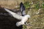 Fulmar - The Hall of Einar - photograph (c) David Bailey (not the)