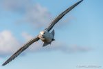 Fulmar - The Hall of Einar - photograph (c) David Bailey (not the)