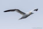 Gannet - The Hall of Einar - photograph (c) David Bailey (not the)