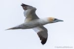 Gannet - The Hall of Einar - photograph (c) David Bailey (not the)