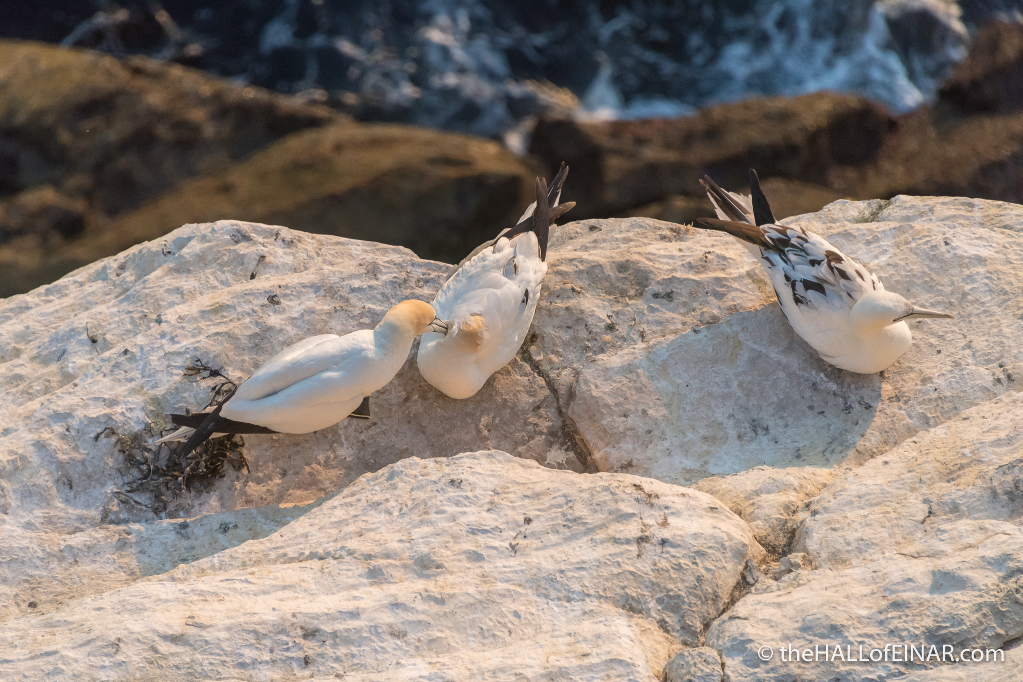 Gannets at Noup Head - The Hall of Einar - photograph (c) David Bailey (not the)