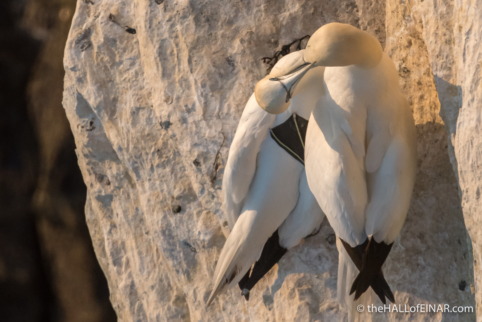 Gannets at Noup Head - The Hall of Einar - photograph (c) David Bailey (not the)